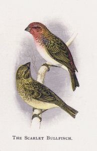 The Scarlet Bullfinch by Alexander Francis Lydon